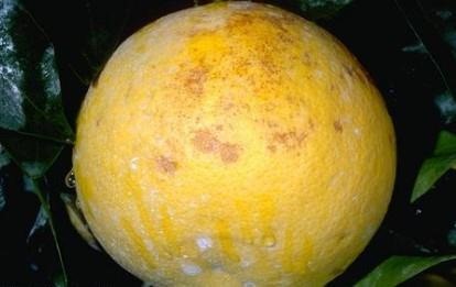 Frost Protection for Citrus